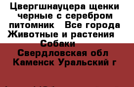 Цвергшнауцера щенки черные с серебром питомник - Все города Животные и растения » Собаки   . Свердловская обл.,Каменск-Уральский г.